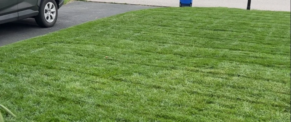 Lush green lawn in Clarksburg, MD.