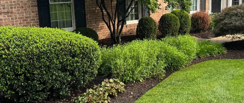 Lush shrubs on a landscape in Ballenger Creek, MD.