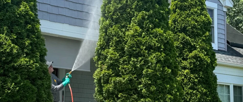 Man applying a treatment on a tree in Milford Mill, MD.