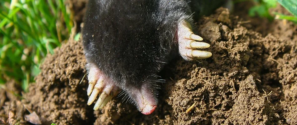 Mole digging a pile of dirt on a lawn in Clarksburg, MD.