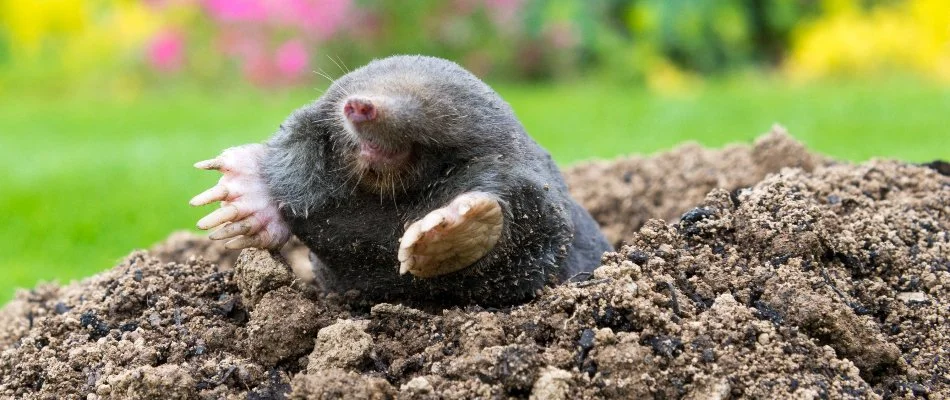 Mole emerging from lawn in Westminster, MD.
