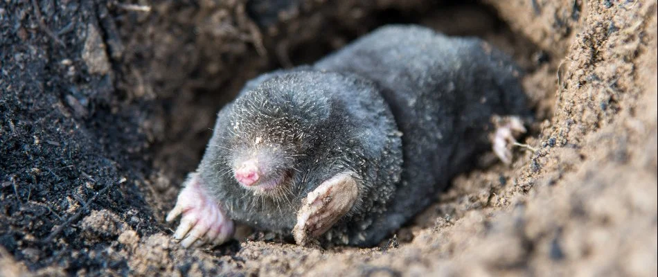 Mole in Ballenger Creek, MD, on its tunnel.