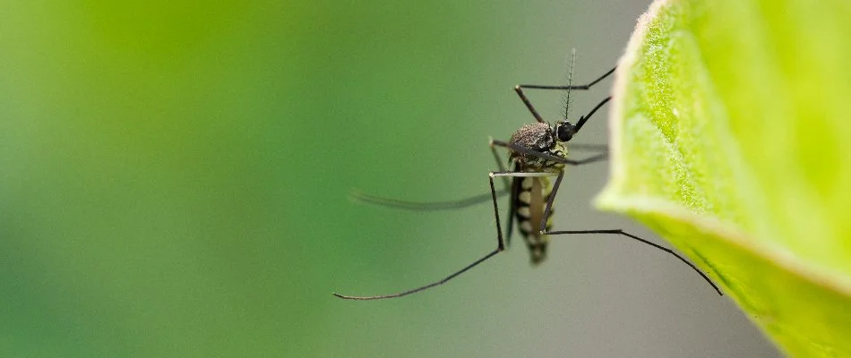 Mosquito on leaf in Westminster, MD.