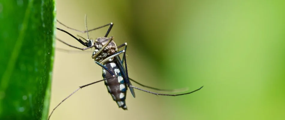 Mosquito on a leaf in South Laurel, MD.