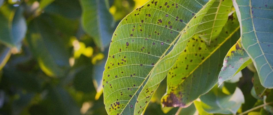Brown spots on leaves in Westminster, MD.