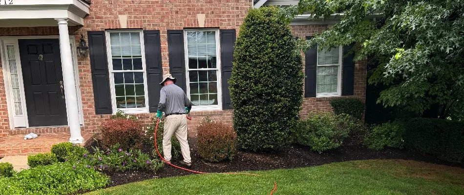 Plant care pro checking shrubs in Westminster, MD.