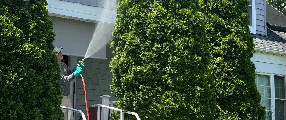 Professional spraying a treatment on a tree in Owing Mills, MD.