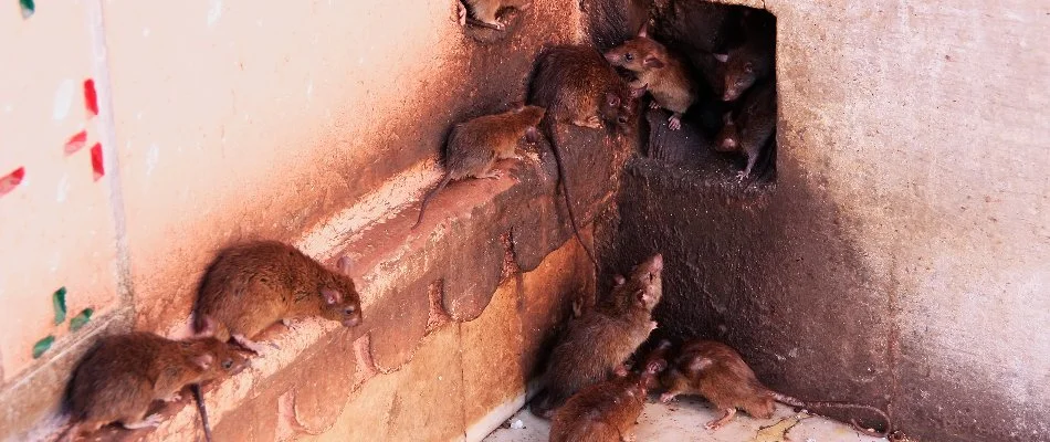 Rats on the wall in Lancaster, PA.