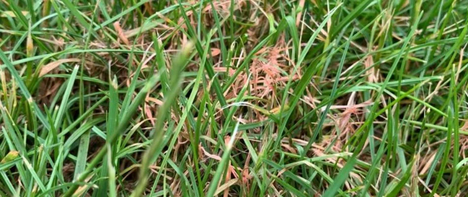 Red thread disease on grass blades in Westminster, MD.