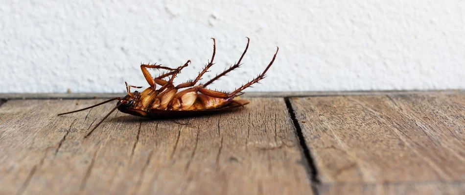 Roach on its back in front of a building in Towson, MD.