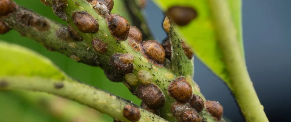 Scale bugs on a plant.