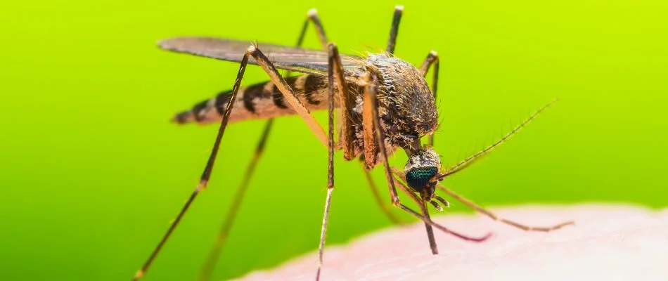 Single mosquito in Ellicott City, MD, biting skin.