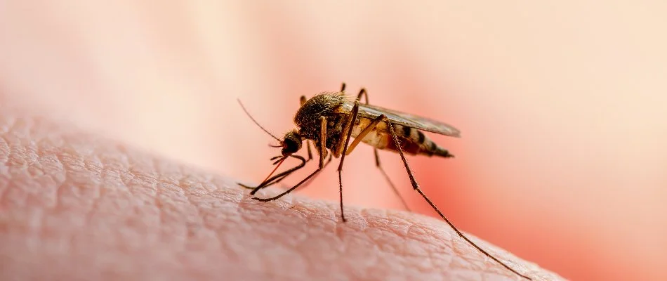 Single mosquito on skin in Deale, MD.