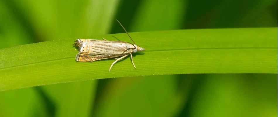 Matured sod webworm on grass blade in Westminster, MD.