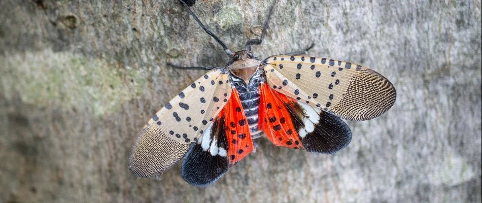 Spotted lanternfly on a tree in Westminster, MD.