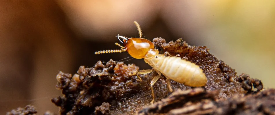 Termite in Cockeysville, MD, on damp wood.
