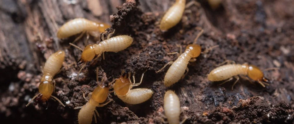 Termites in Milford Mill, MD, on damaged wood.