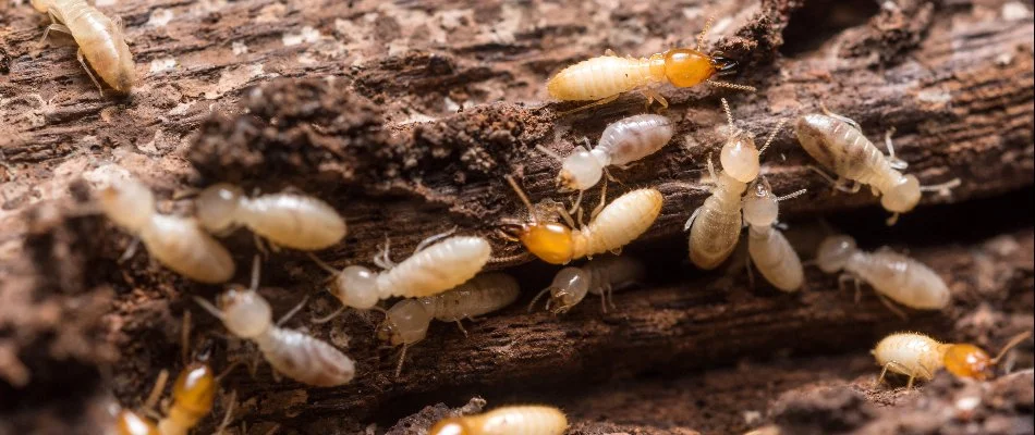 Termites on wood.