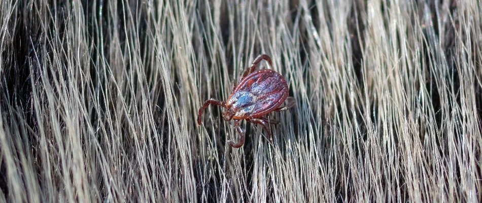 Tick in Westminster, MD.