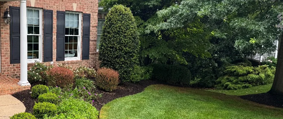 Tree and shrubs in a yard in Crofton, MD.