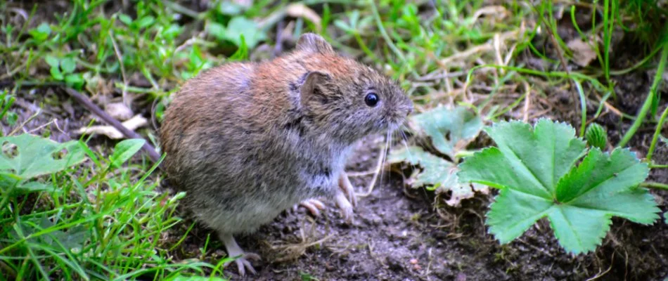 Vole in a garden in Woodlawn, MD.