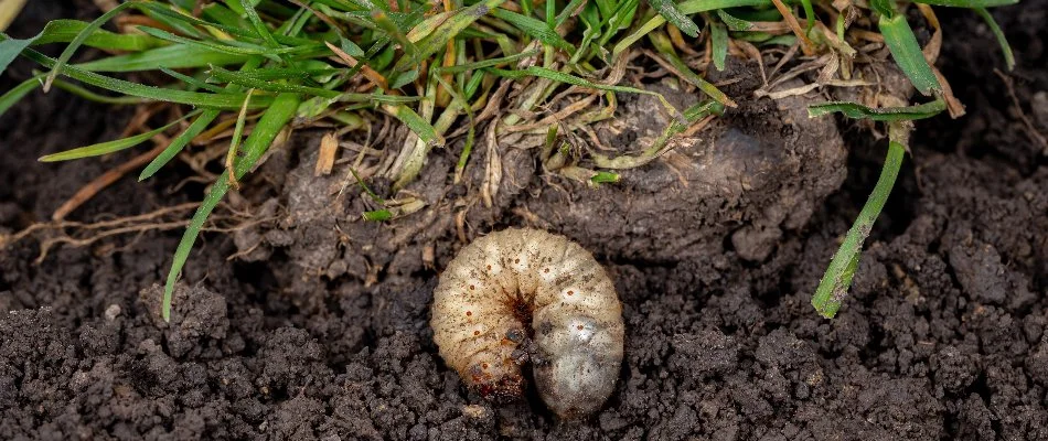 Grub in the soil underneath a lawn in Westminster, MD.