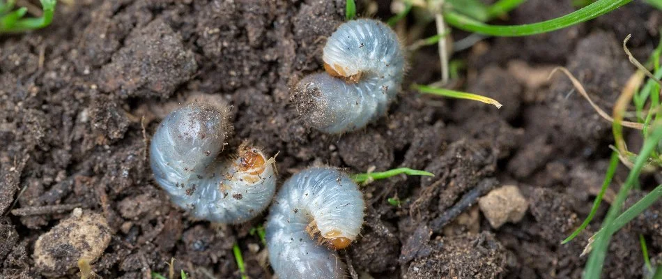 White grubs on soil.