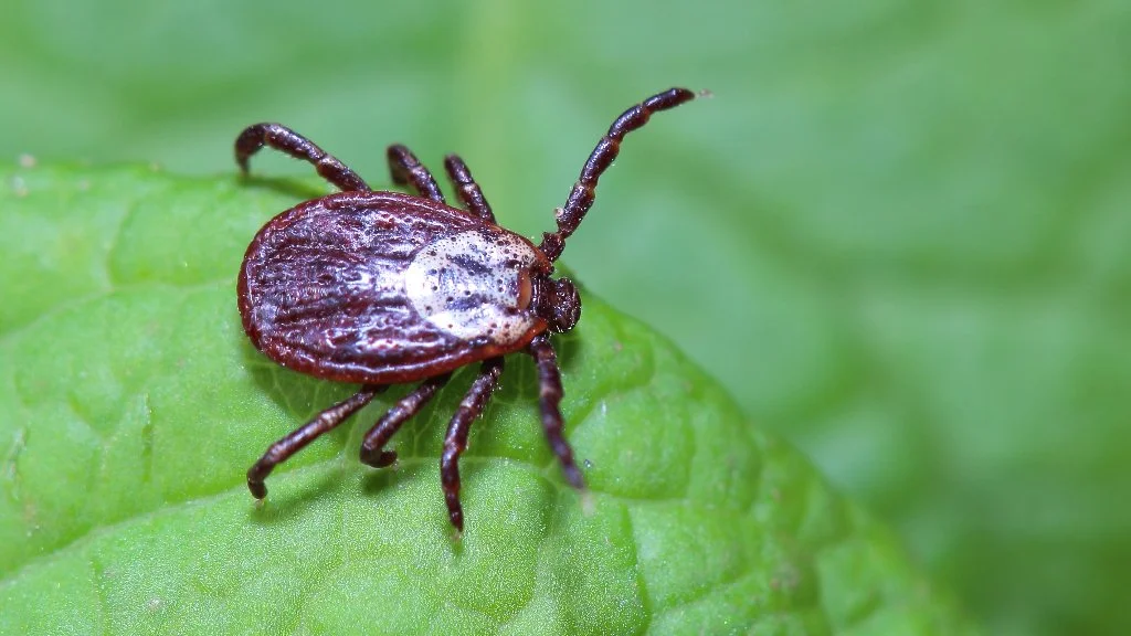 Tick resting on a leaf.