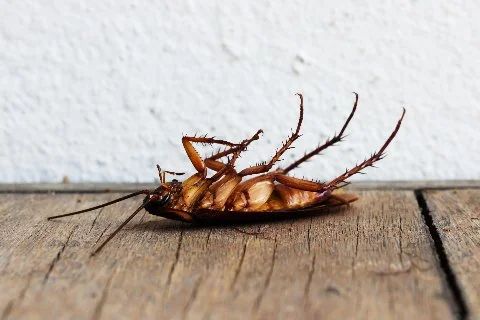 Dead cockroach at home in Eldersburg, MD.